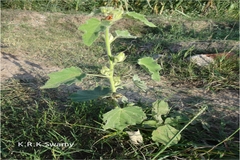 Hibiscus lunariifolius